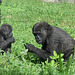 Gorillas im Grünen - Milele und Mawenzi (Wilhelma)