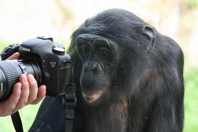 Chipita guckt Fotos (Wilhelma)