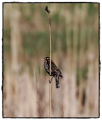 Riding a reed