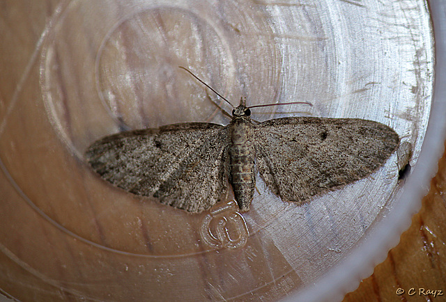 Bordered Pug Eupithecia succenturiata