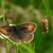 Meadow Brown butterfly Meadow Brown butterfly