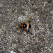 Bee mimic fly