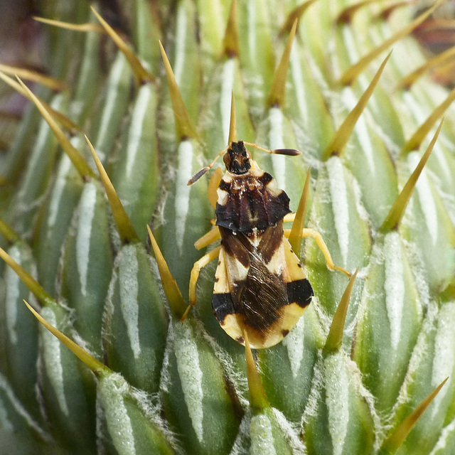 Ambush Bug / Phymata americana americana