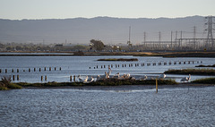 SF Bay National Wildlife Refuge (0436)