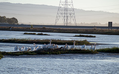 SF Bay National Wildlife Refuge (0447)