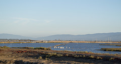 SF Bay National Wildlife Refuge (0450)