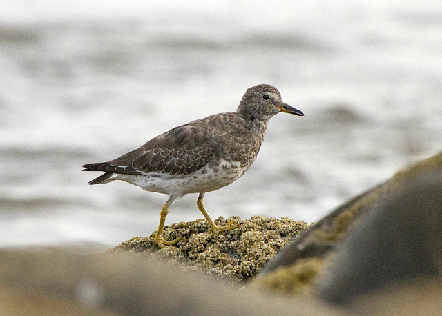 Surfbird