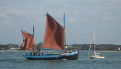 le corbeau des mers