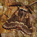1631 Poecilocampa populi (December Moth)