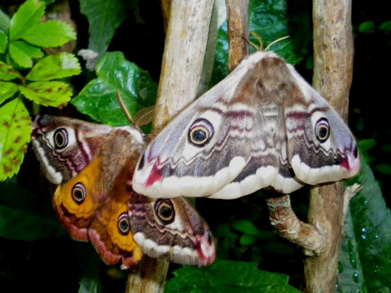 1643 Saturnia pavonia (Emperor Moths)