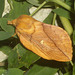 1640 Euthrix potatoria (Drinker Moth)