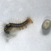 1640 Euthrix potatoria (Drinker Moth) Hatchling