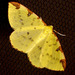 1906 Opisthograptis luteolata (Brimstone Moth)