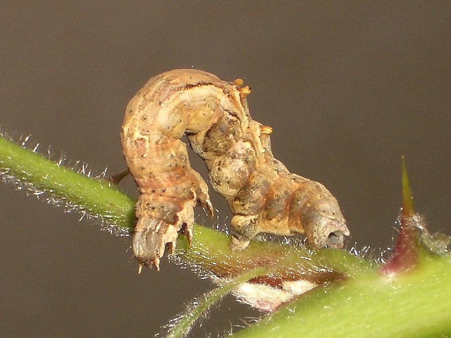 1917 Selenia dentaria (Early Thorn)