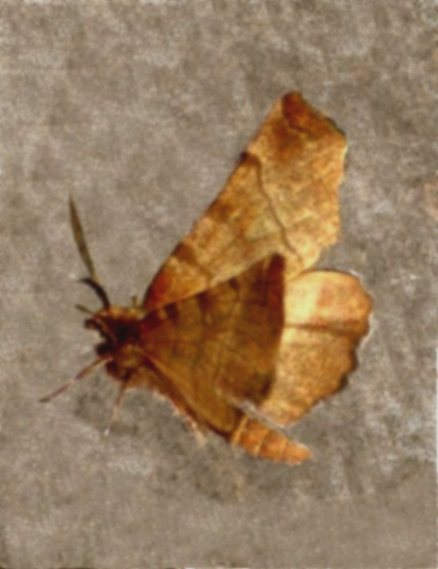 1917 Selenia dentaria (Early Thorn)