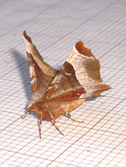1919 Selenia tetralunaria (Purple Thorn)