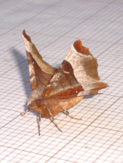 1919 Selenia tetralunaria (Purple Thorn)