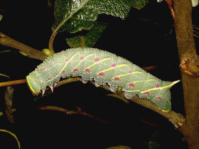 1981 Laothoe populi (Poplar Hawkmoth)