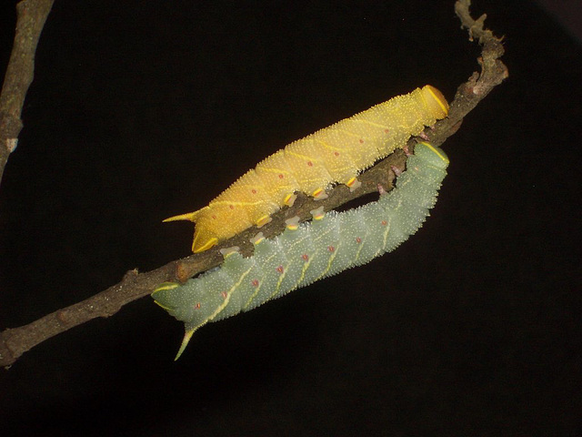 1981 Laothoe populi (Poplar Hawkmoth)