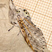 1995 Cerura vinula (Puss Moth)