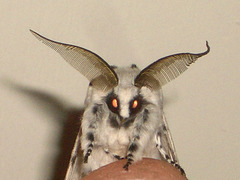 1995 Cerura vinula (Puss Moth)