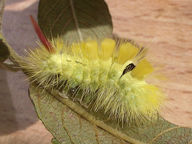 2028 Calliteara pudibunda (Pale Tussock)