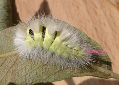 2028 Calliteara pudibunda (Pale Tussock) L