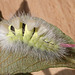2028 Calliteara pudibunda (Pale Tussock) L