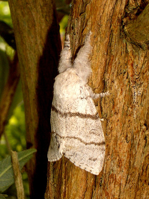 2028 Calliteara pudibunda (Pale Tussock) Female