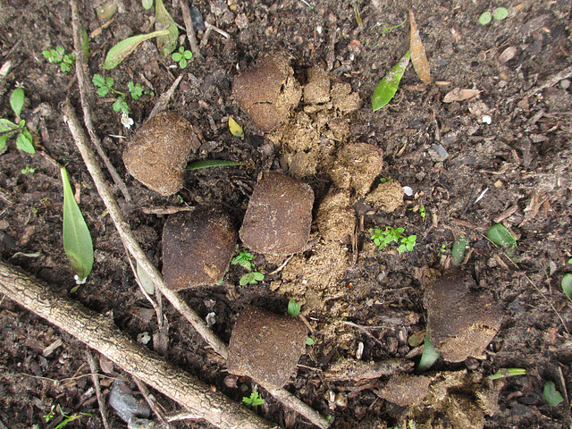 wombat poo is cubic!
