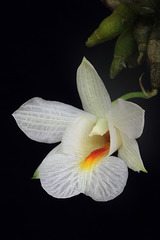 Dendrobium christyanum