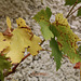 feuilles de vigne