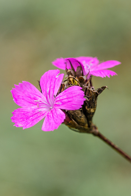 Pretty in Pink - 20130922