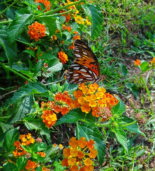 The underwing of a Gulf Fritillary butterfly