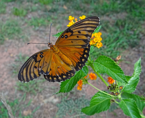 Gulf Fritillary butterfly Gulf Fritillary butterfly