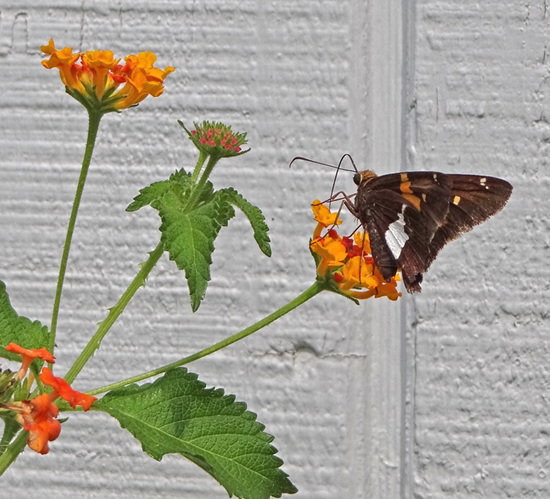 Silver Spotted Skipper (Epargyreus clarus) Silver Spotted Skipper (Epargyreus clarus)