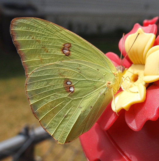 Clouded Sulphur butterfly(Colias philodice) Clouded Sulphur butterfly(Colias philodice)
