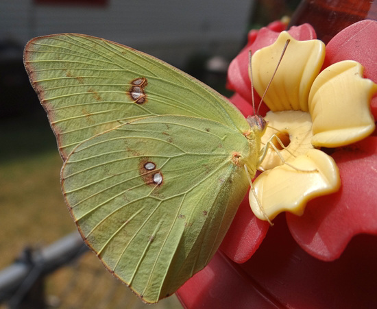 Clouded Sulphur butterfly(Colias philodice) Clouded Sulphur butterfly(Colias philodice)