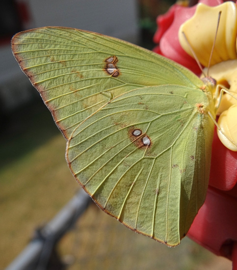 Clouded Sulphur butterfly(Colias philodice)