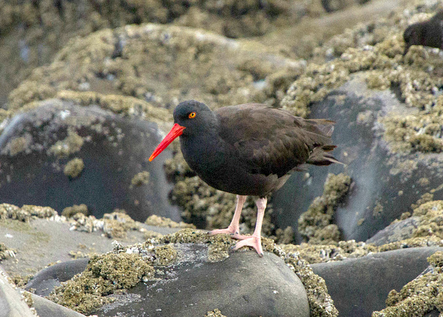 Black Oystercatcher