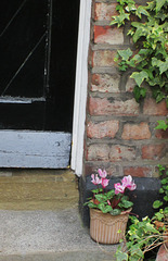 Doorstep Cyclamen.