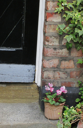 Doorstep Cyclamen.