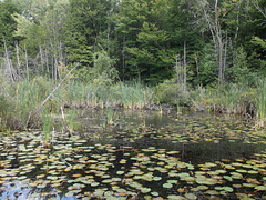 Étang et nénuphars / Pond & lilies / Estanque y lirios.