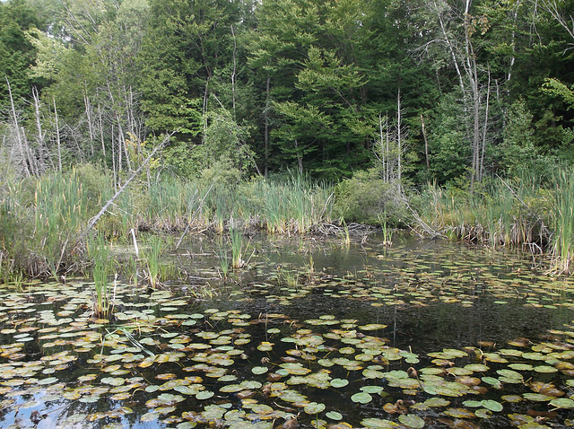 Étang et nénuphars / Pond & lilies / Estanque y lirios.