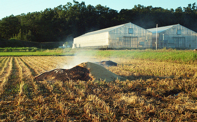 Burning rice straw after harvest