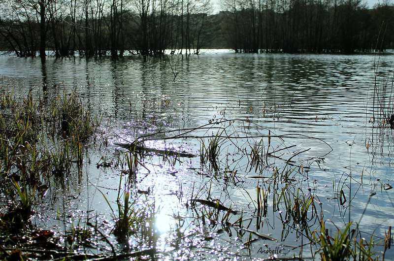 reflets aquatiques au bord de l'étang