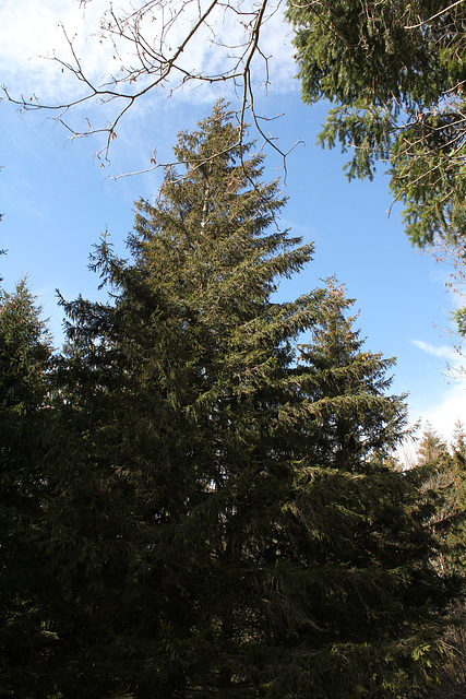 Picea abies