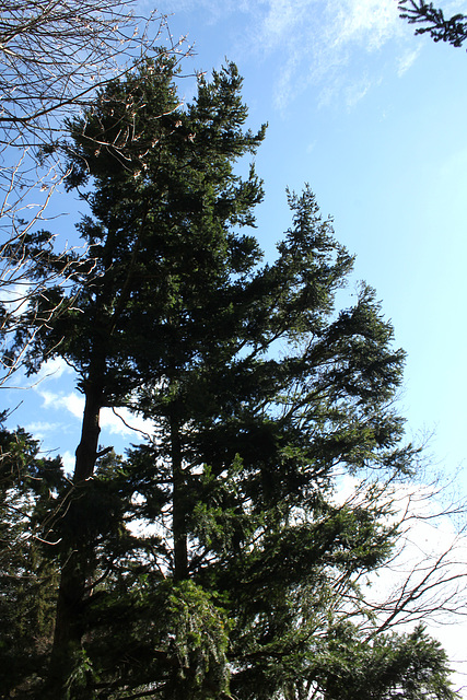 Pseudotsuga douglasii , menziensii (2)