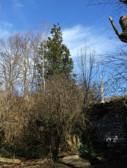 Sequoïa au-dessus du jardin