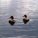 Ducks On The Lochan